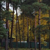 У берёз и сосен тихо бродит осень! :: Татьяна Помогалова