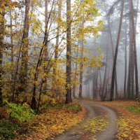Осенней грустью светится туман... :: Лесо-Вед (Баранов)