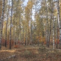 осенний лес :: Геннадий Свистов