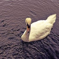 Лебедь белая :: Наталья Базанова