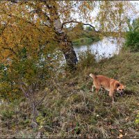 Я хожу, грущу один: Осень рядом где-то. Жёлтым листиком в реке утонуло лето. :: Владимир ( Vovan50Nestor )