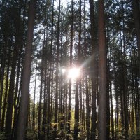 Осенний лес :: Svet Lana 