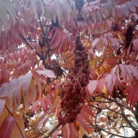 Уксусное дерево осенью :: Сергей Тимоновский