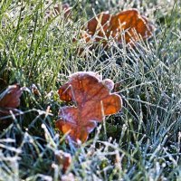 Первые заморозки :: Инга Энгель