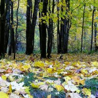 "Осенний ковёр" :: Милешкин Владимир Алексеевич 