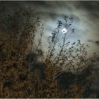 Лунная ночь :: Александр Максимов