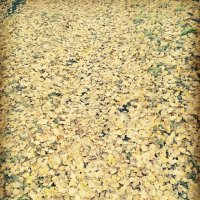 На ковре из желтых листьев.... :: Анастасия Смирнова 