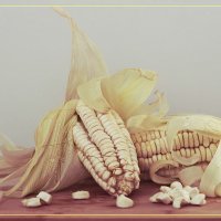 кукуруза :: Svetlana Galvez