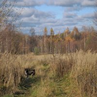 Осеннее :: Николай Масляев