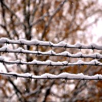 Снег на колючей проволоке... :: Михаил Столяров
