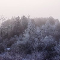 Сиреневое утро :: Алина Шостик