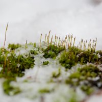 Снег, капли и мох :: Александр Синдерёв