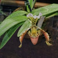 Орхидея :: Larisa 