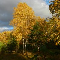 Осенняя палитра  / серия /5шт :: Николай Сапегин