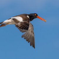 Oystercatcher ( кулик ) несёт добычу птенцам :: Naum 