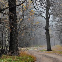 Дубы простились с листопадом... :: Лесо-Вед (Баранов)