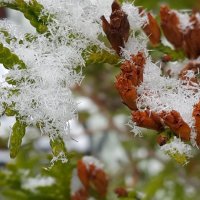 в снежных кружевах :: Вероника 