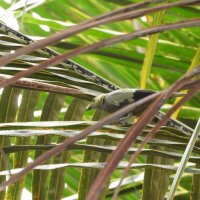 Palm Tanager :: чудинова ольга 