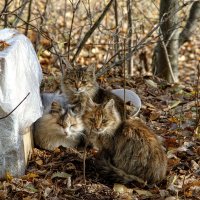 Семейный портрет. :: Анатолий. Chesnavik.