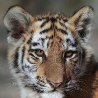Амурский тигр :: Владимир Шадрин