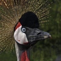 Венценосный журавль. Black crowned crane. :: Юрий Воронов