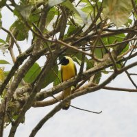 Yellow-tailed Oriole :: чудинова ольга 