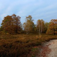 Fischbeker Heide :: Nina Yudicheva