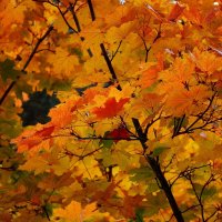 Golden autumn :: Олег Шендерюк