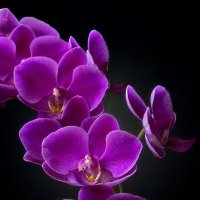 Ветка орхидеи на черном фоне :: Ирина Приходько