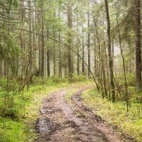Дорога в лесу :: Aнна Зарубина