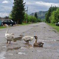 после  дождичка  в  четверг :: Володя Коваленко