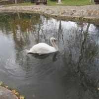 А белый лебедь на пруду... :: Dana 