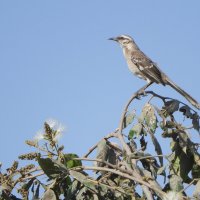 Long-tailed mockingbird :: чудинова ольга 