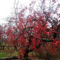 Эстафетацвета. Красный понедельник - удивительное дерево :: Наталья (ShadeNataly) Мельник