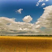 лето в разгаре.. :: юрий иванов