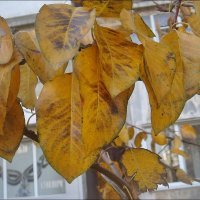 Осенние листья :: Нина Корешкова