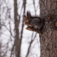 *** :: Владимир Безбородов