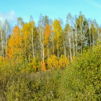 первые звоночки осени в лесу :: Гульнара 