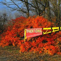 ...и осеннего вдохновения!!! :: владимир 