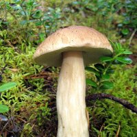 Белый гриб :: Leonid Tabakov