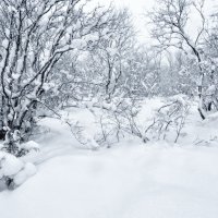 За Полярным кругом -  снег белый-белый.. :: Ольга 