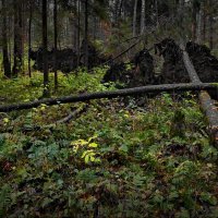 В тёмном - тёмном лесу! :: Владимир Шошин