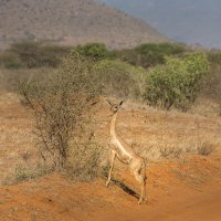 Африканская антилопа - геренук, или жирафовая газель :: Ольга Петруша