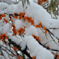 Облепиха в снегу. :: Михаил Столяров