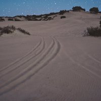 Пески :: Пила Дотошная