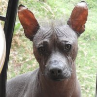 Голая перуанская собака :: чудинова ольга 
