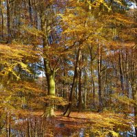 Осенний лес :: Nina Yudicheva