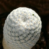 Mammillaria herrerae :: Александр Деревяшкин