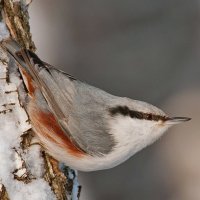 поползень :: Игорь Голубев