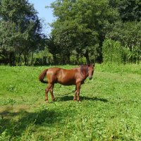 Пасущаяся   лошадь   в   Гошиве :: Андрей  Васильевич Коляскин